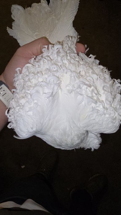 Porumbei diferite rase