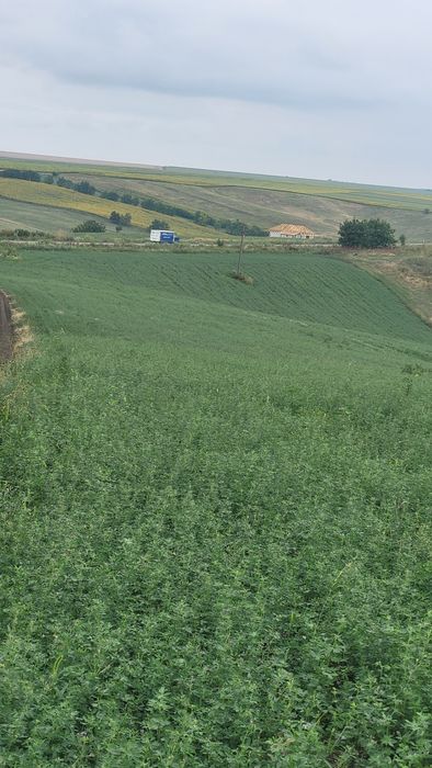 Teren Horlești/Rediu