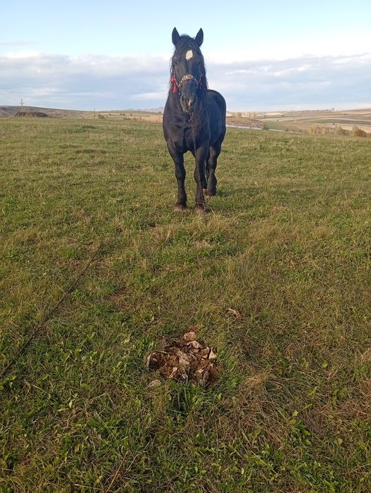 De vânzare armăsar