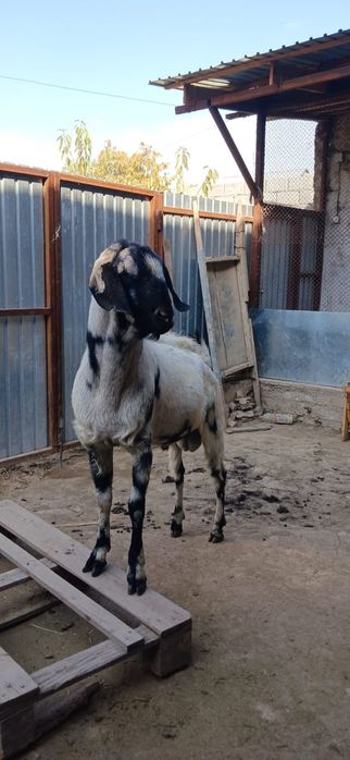 Нуб теке сатылады