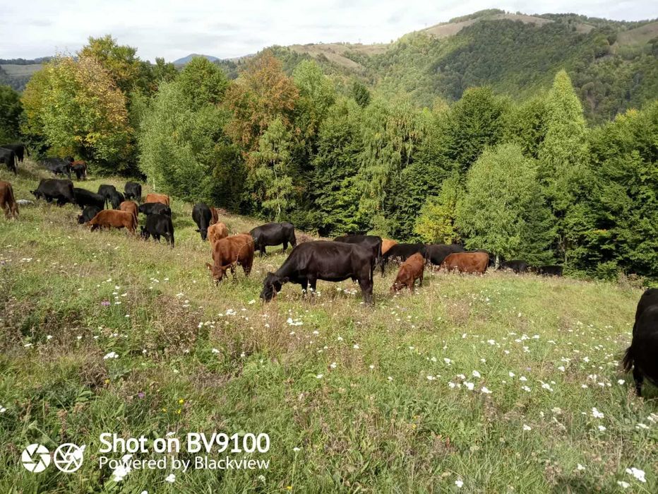 vand vaci ANGUS rosii si negre