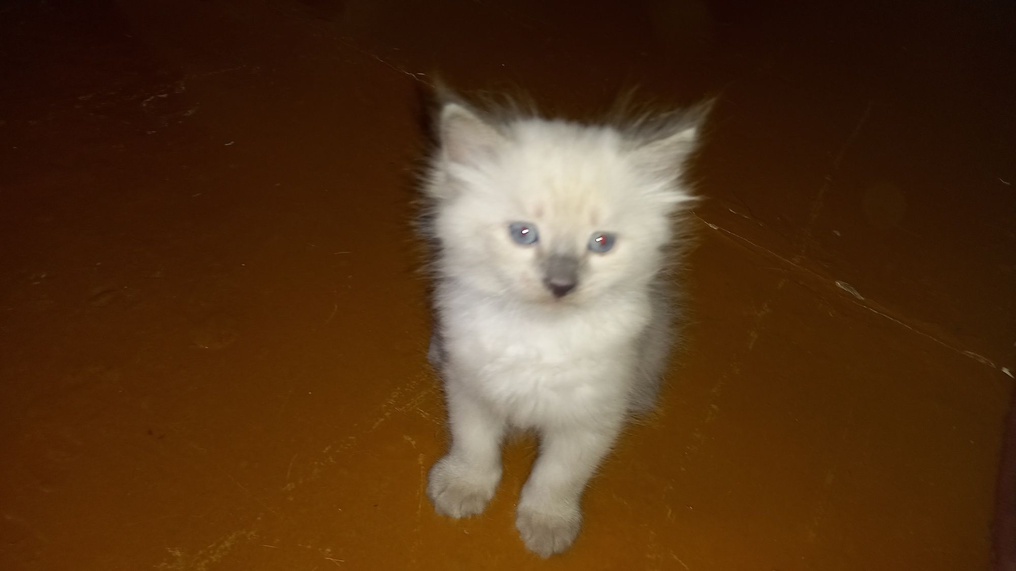 Пародистые котята чисто сиамские