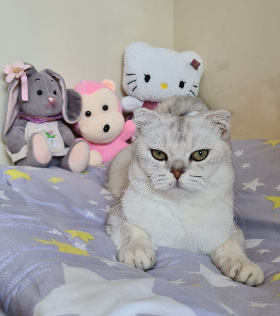 Красавец Кот на Вязку