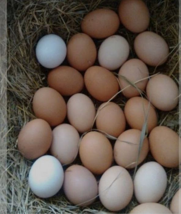 үй жұмыртқасы сатылады. Бағасы қол жетімді, дәрісіз туылған