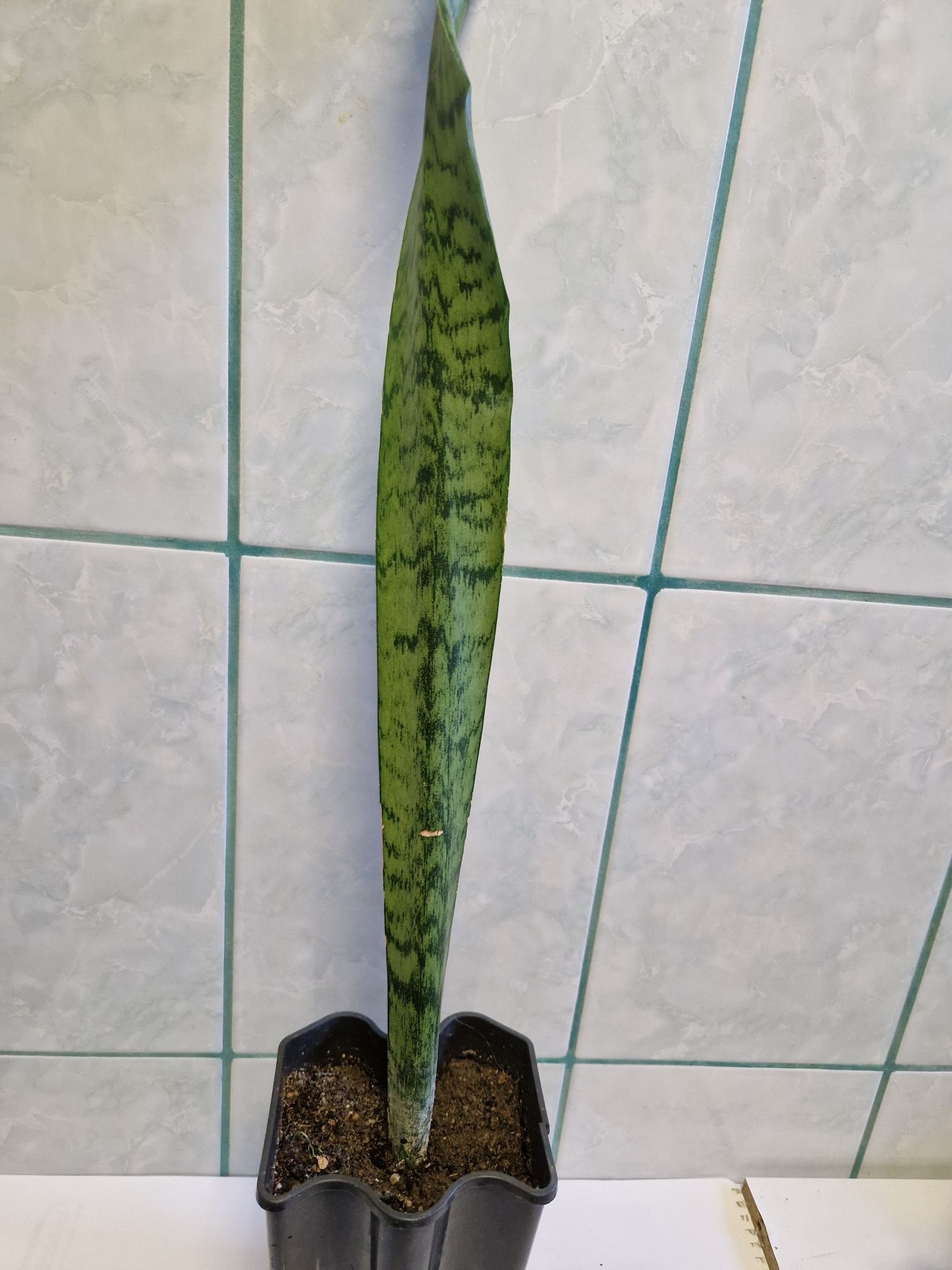 Plante pentru apartament pret mic.