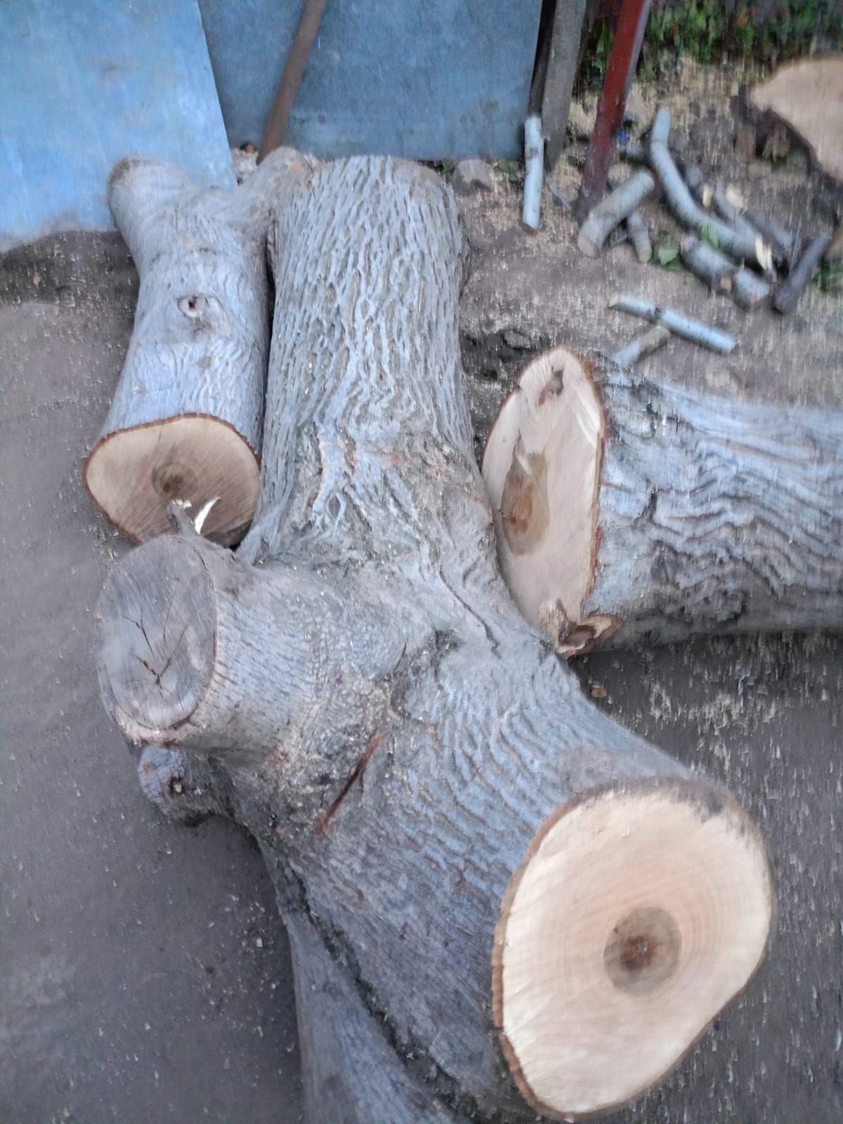 Vând trunchi lemn de nuc