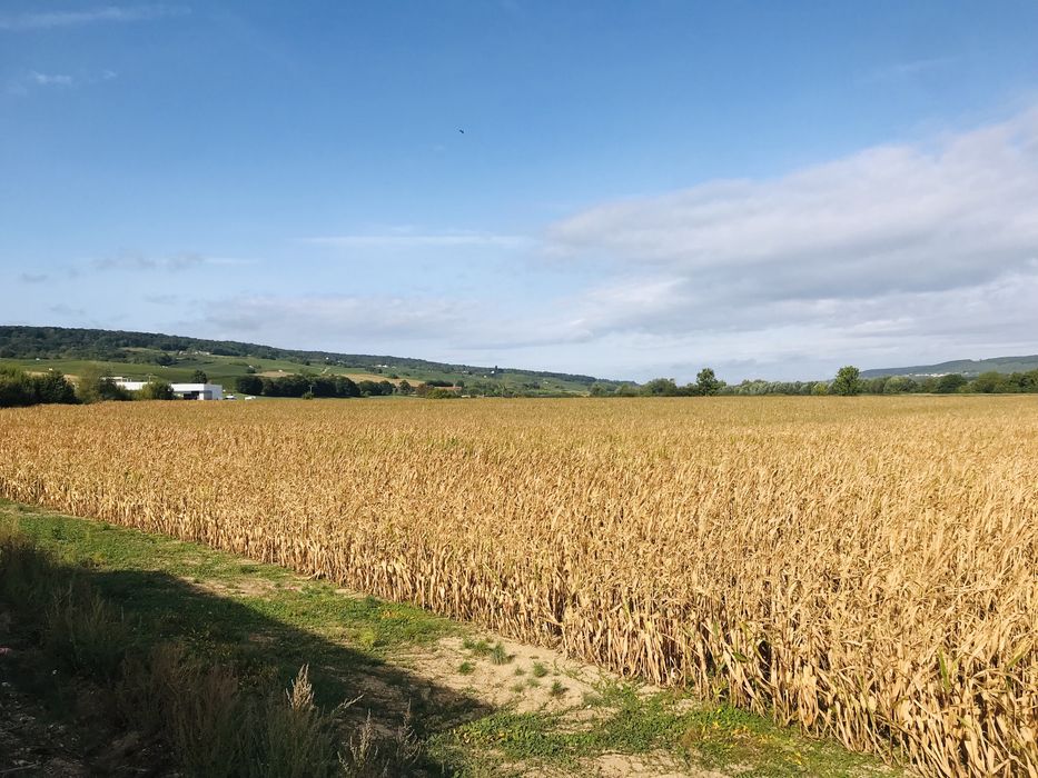 Vând porumb Pioneer 2025