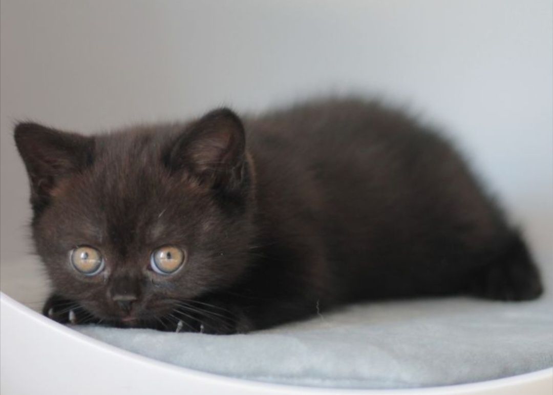 British Black băiețel