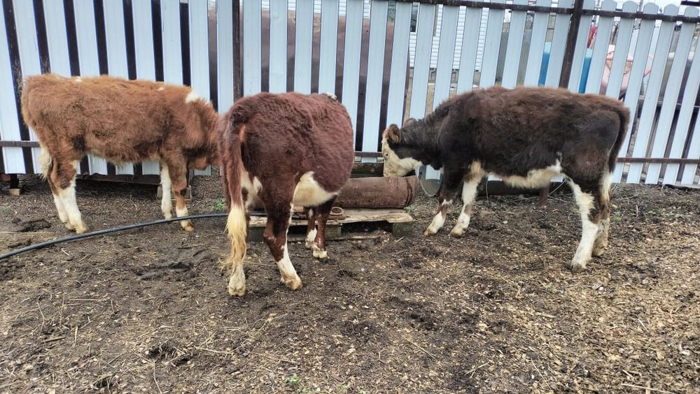 Продам двух телок и бычка.