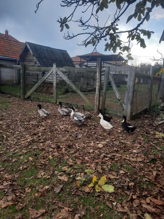 Vand sau schimb rate polare