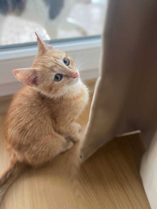 2,5-месечно рижо котенце търси дом