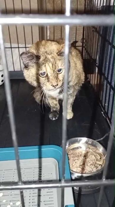 Ищем любящих хозяев для кошки