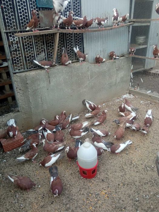 Продавам червени Ахмани