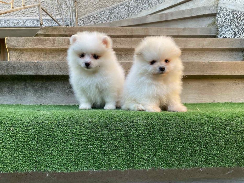 Померан померани