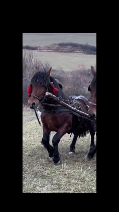 De vânzare  armăsar de 2 ani si 6 luni !