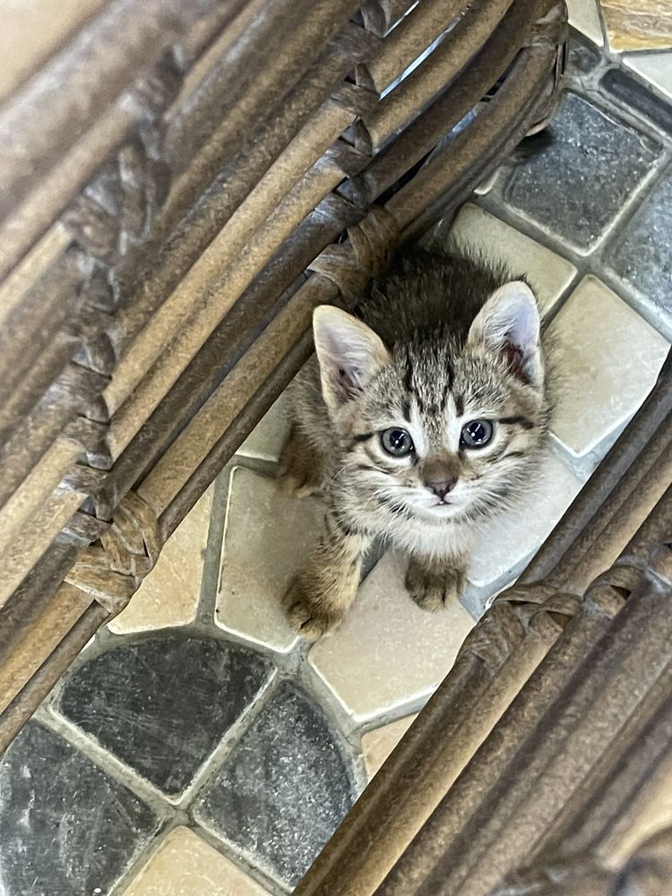 Домашние котята, игривые и веселые отдам бесплатно!!!