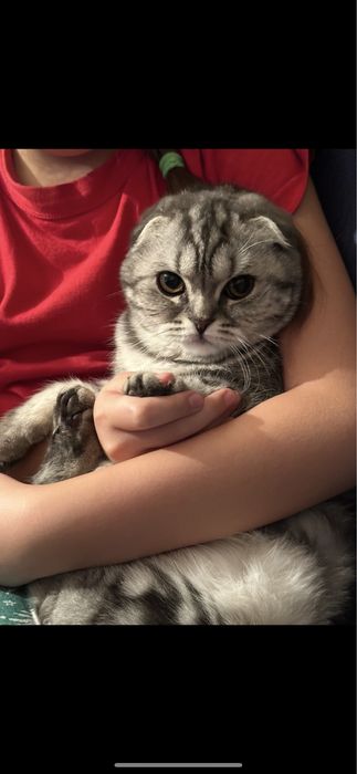 Отдам в хорошие руки, порожистая, вислоухая