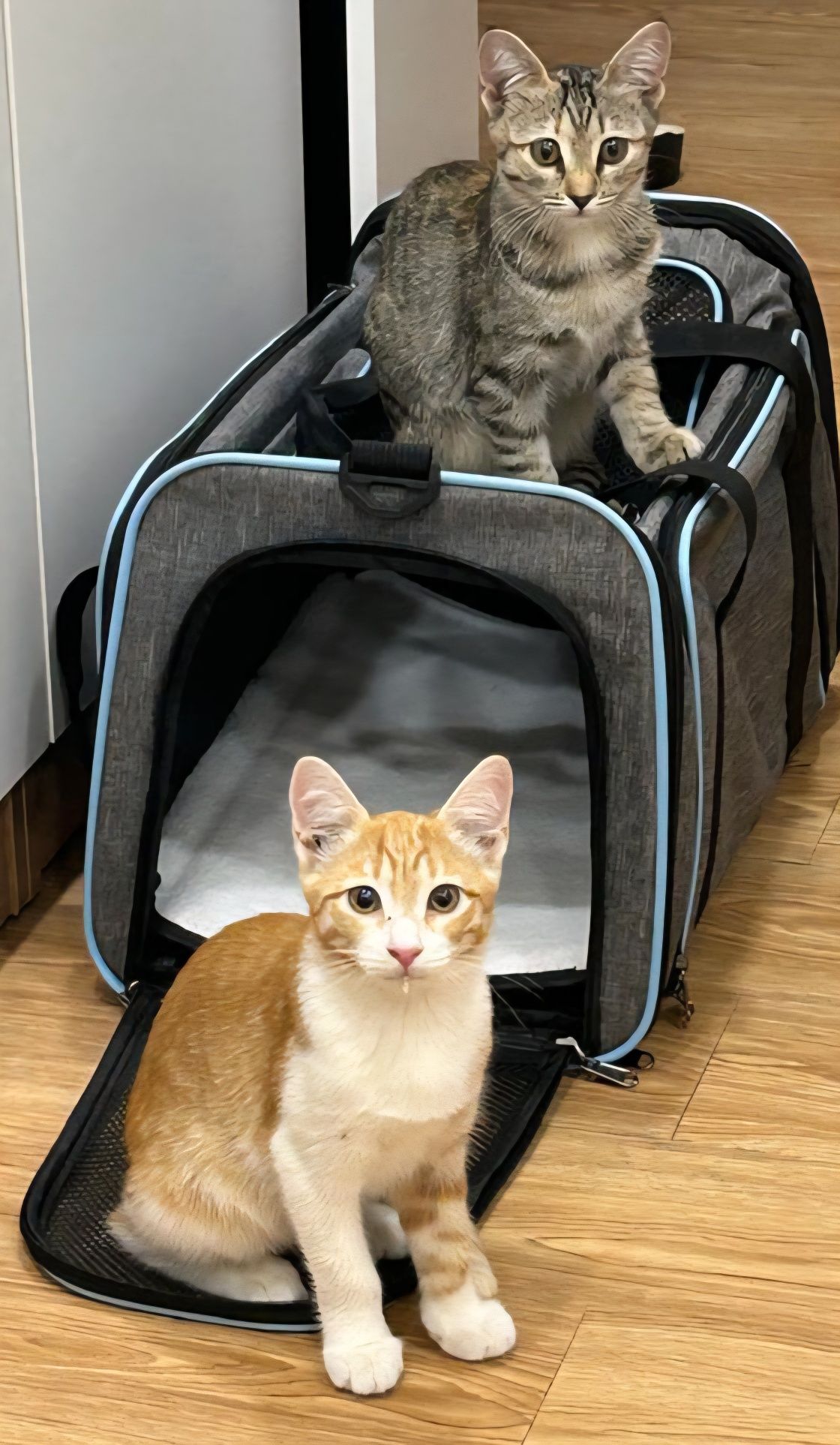 КОТЯТА ищут дом!