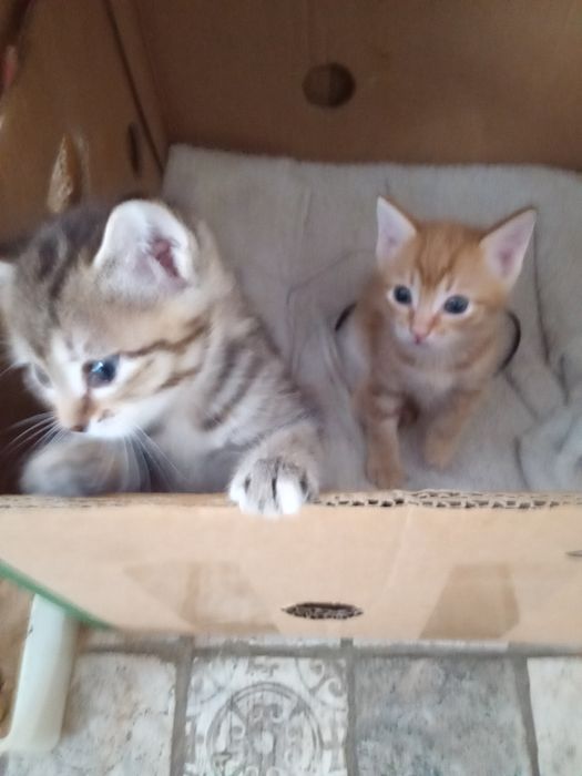 Котята отдам бесплатно