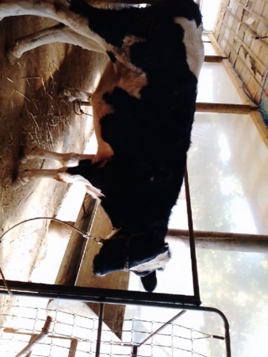 2 та тона сотилади сифатли моллар сигир буладиган