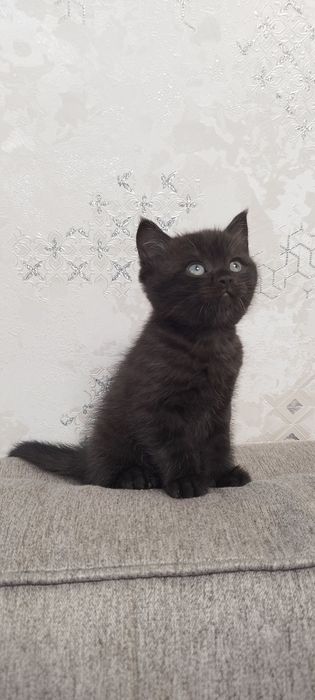 Продаются котята скоттиш страйт