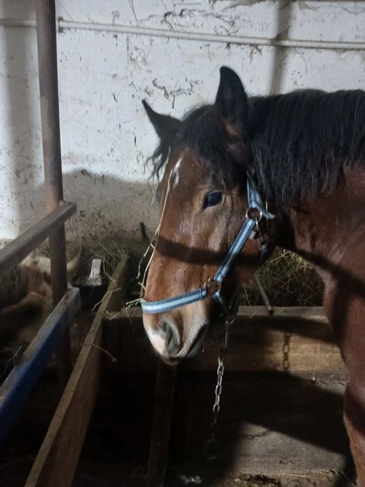 Vând mânză de 1 an și 6 luni