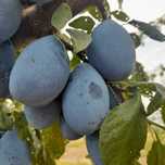 Prune STANLEY de vânzare