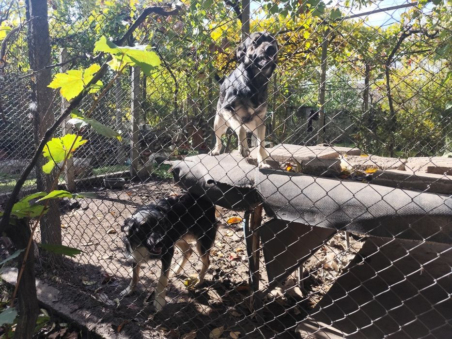 Подаряваме кученца