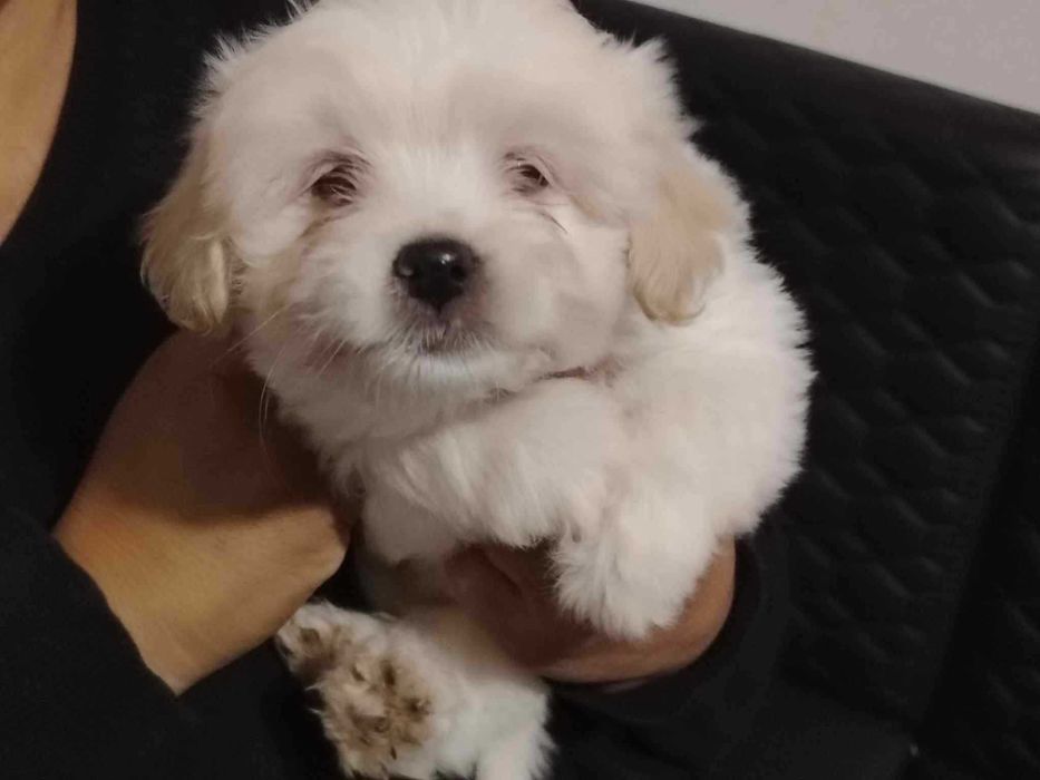Bichon Maltese .
