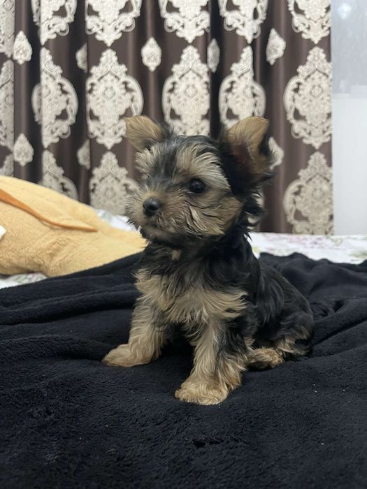 Yorkshire terrier de talie mica