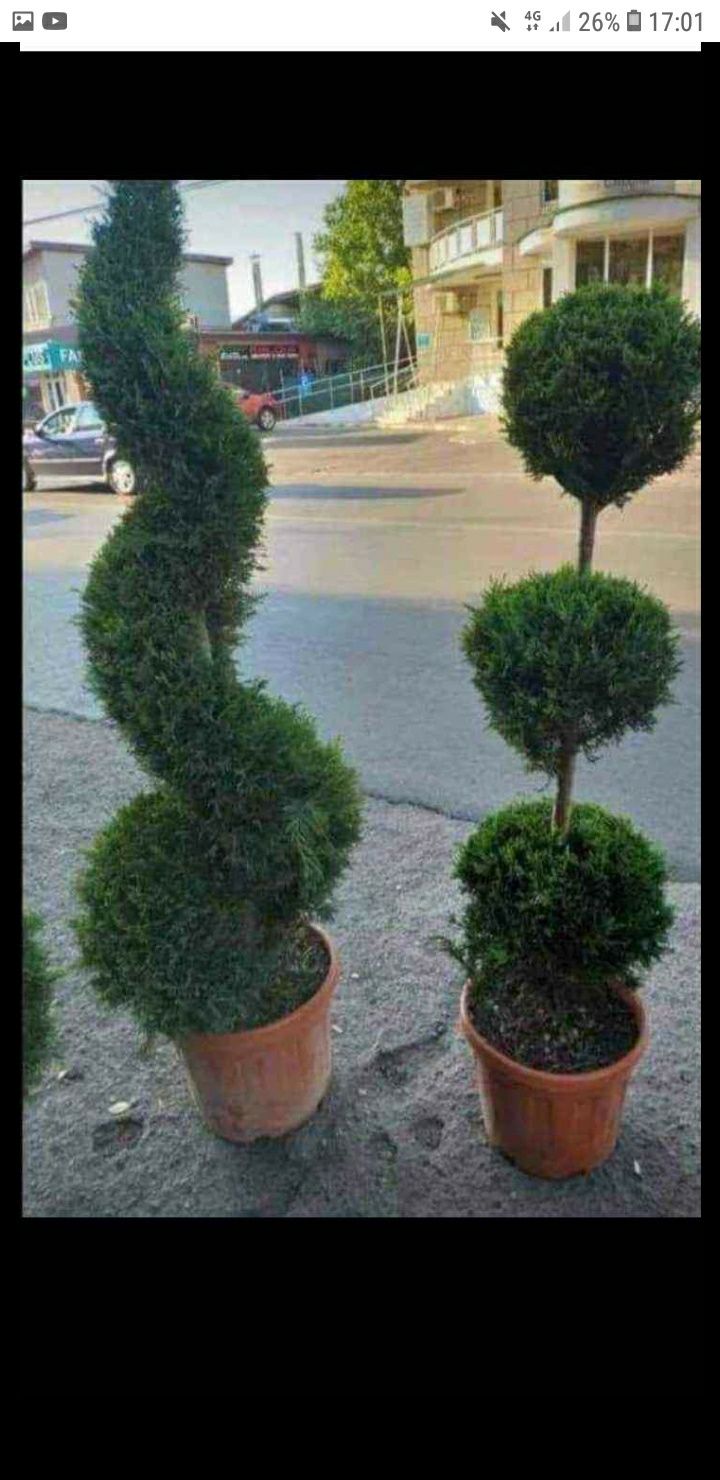 Plante ornamentale tuia tot despre curtea Dumneavoastra