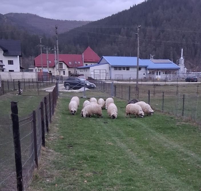 Vand/schimb 13 oi tinere