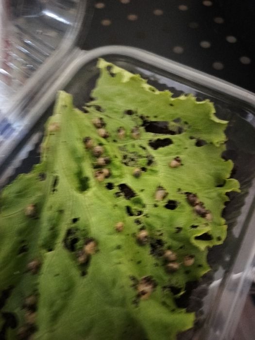 Ulitka bolalari  bor