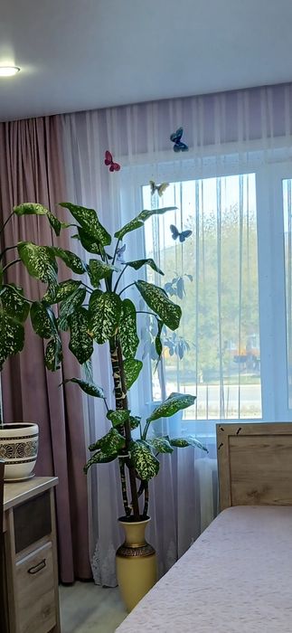 Продам фикус 2 метра