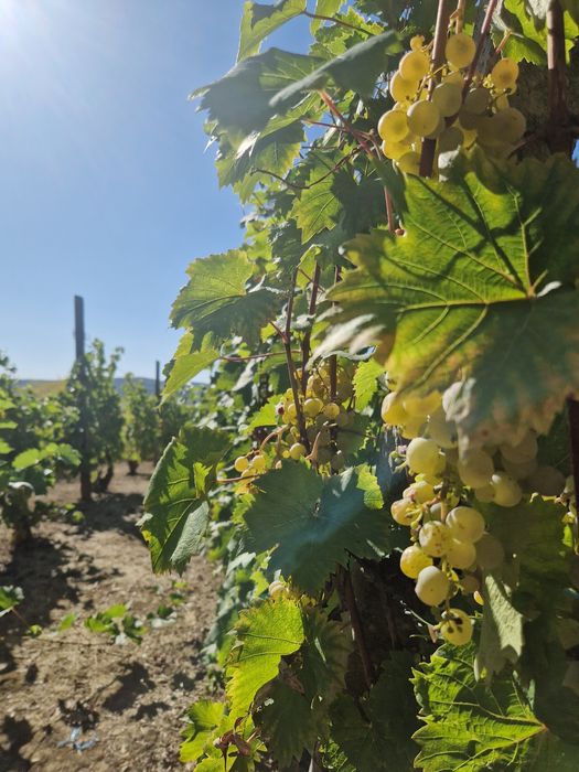 Struguri și vịn alb demisec de Târnava