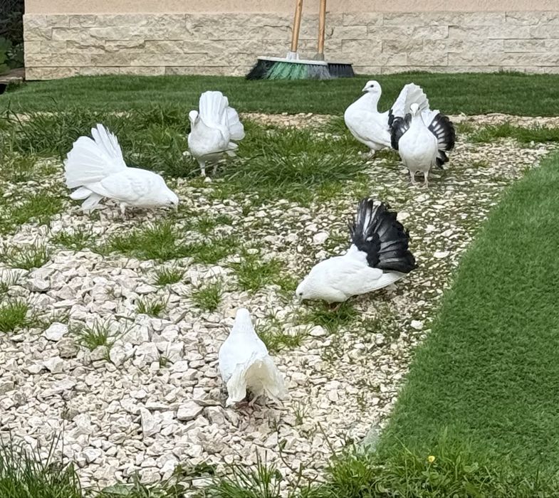 Porumbei curcani / rotati