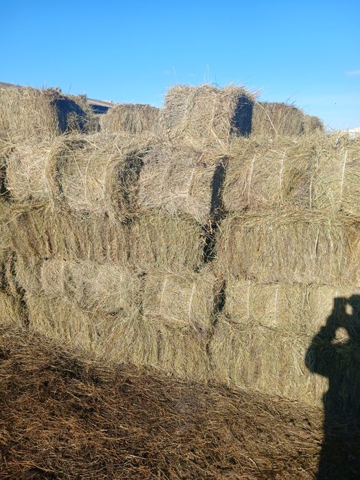 Продам сено в тюках житняк с доставкой . Летнии покос сено зеленное