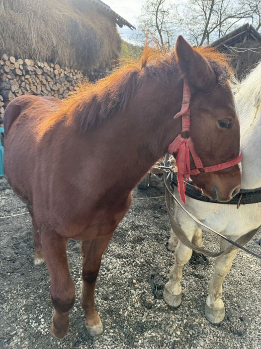 Vand carlana foarte cuminte nu bate nu musca