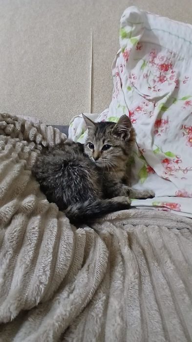 Отдам котёнка  в хорошие руки