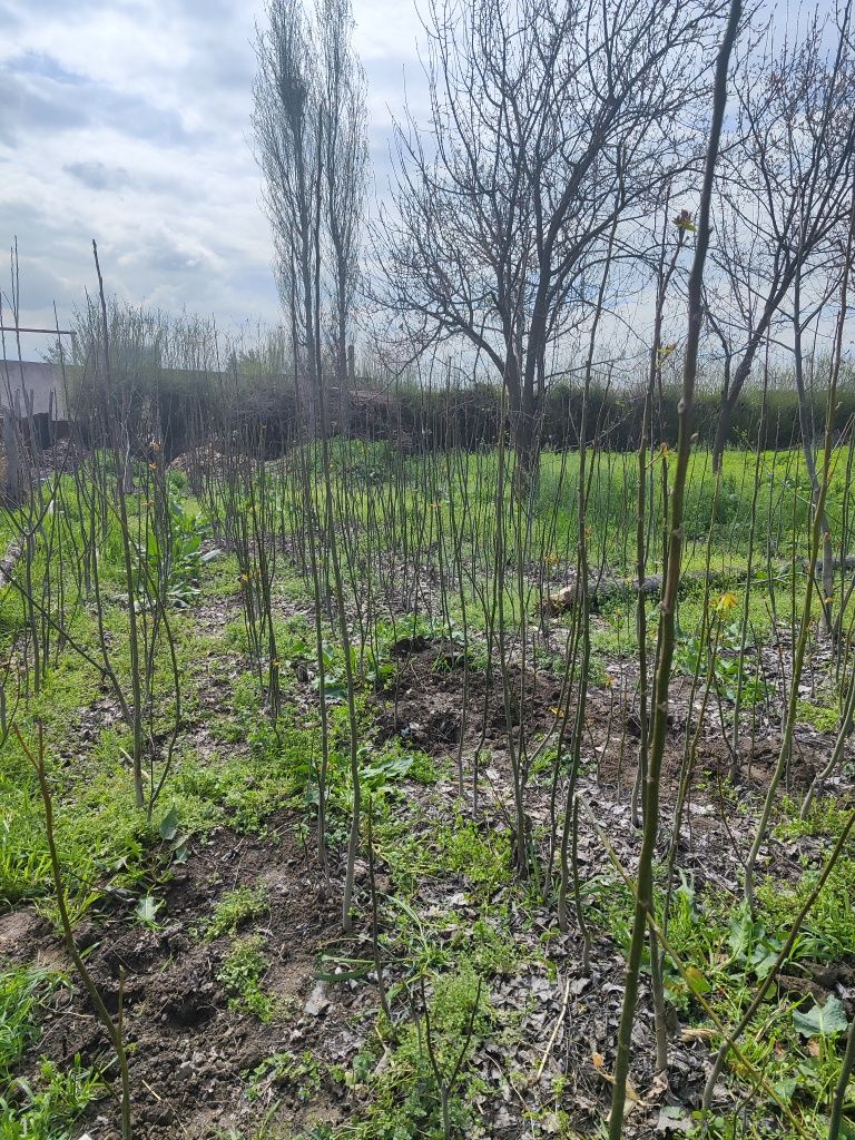 Karlikoviy yong'oq, Eldor sosna, Keparis archa