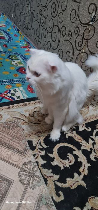 Oppoq aqilli qimmat muzhyk