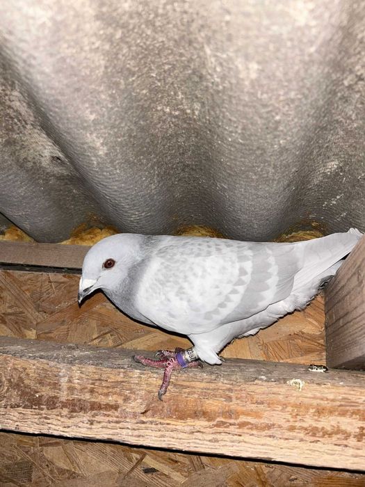 Vand porumbei voiajori milky