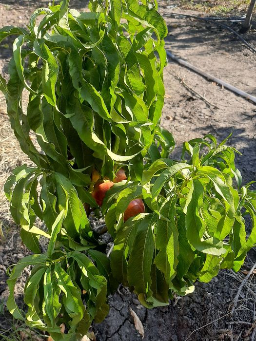 Pomi fructiferi certificati