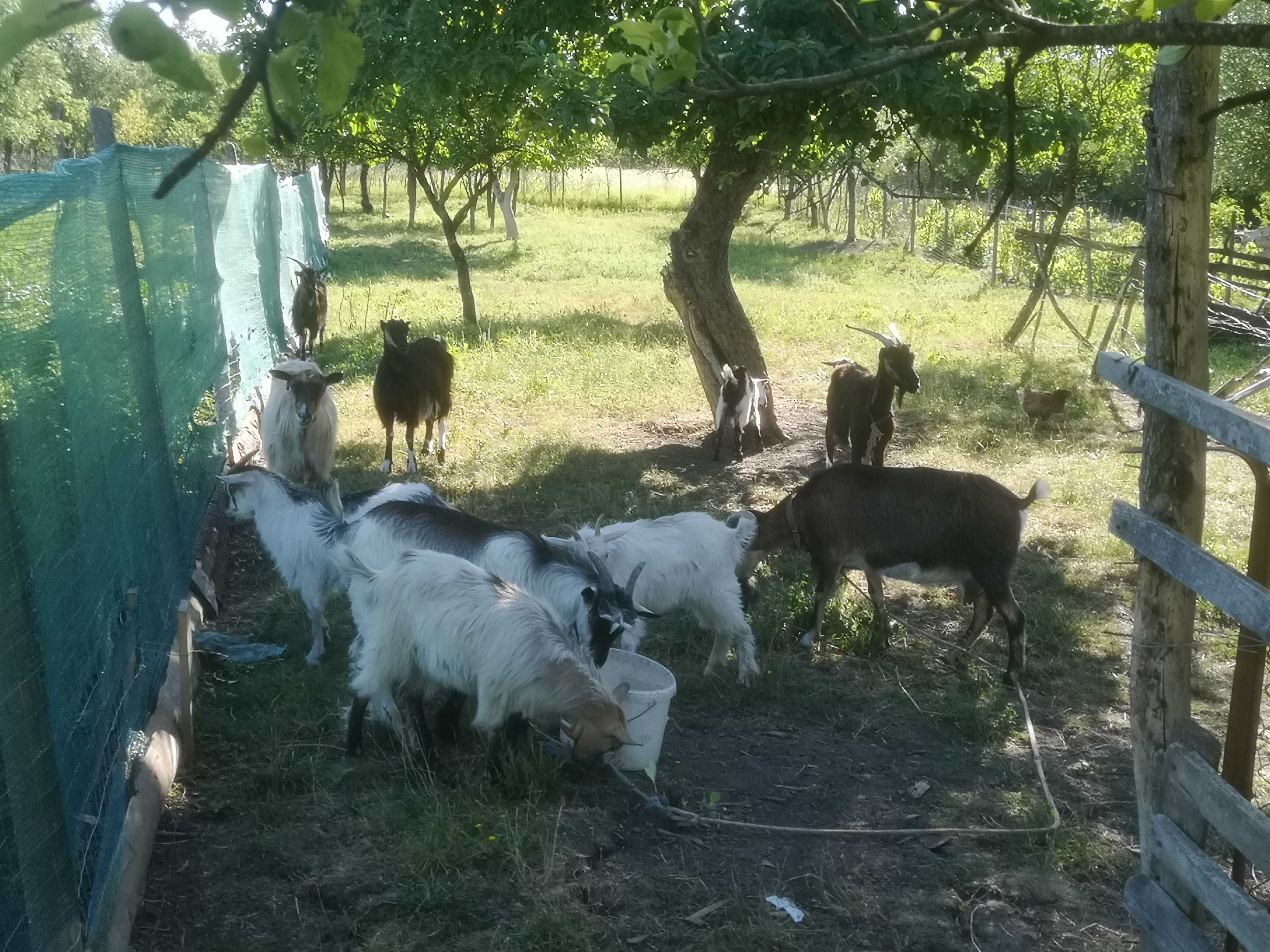 Iezi si capre de vanzare