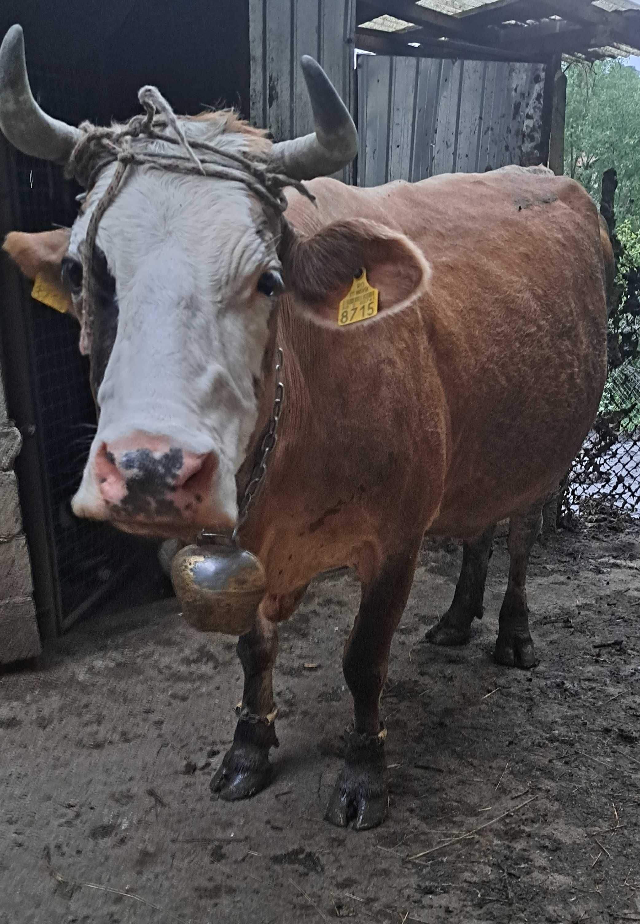 Vaca gestanta buna de lapte