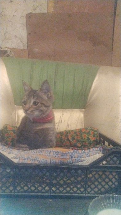 Отдам Кошку,в добрые руки