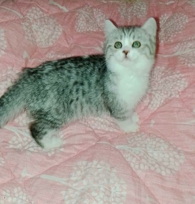 Роскошные котята