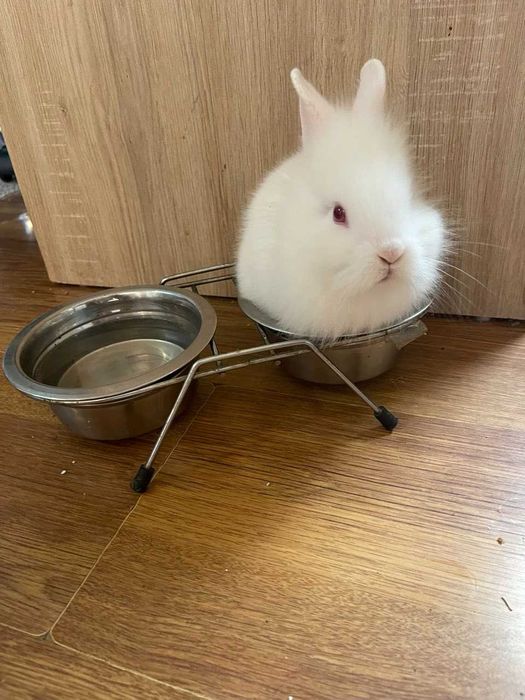 Декоративни зайчета