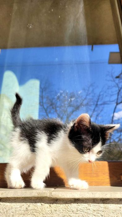 Motanel de 2 luni pentru adoptie - Iasi