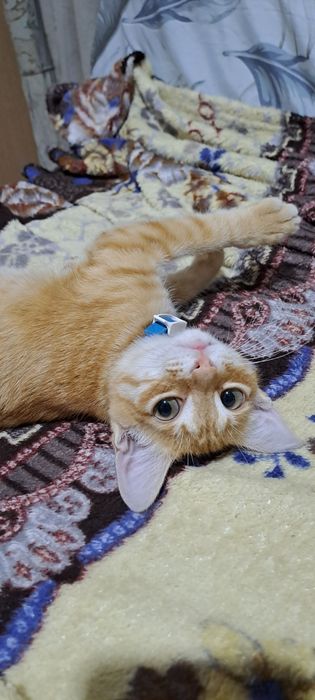 Отдам котят в хорошие руки.